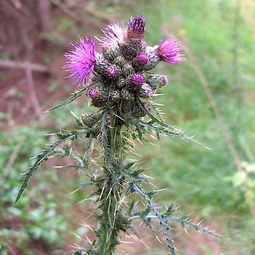 Marsh Thistle