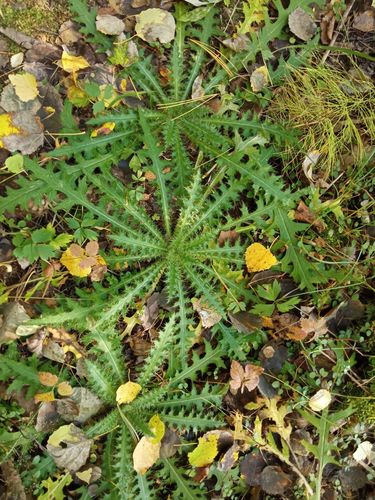 Marsh Thistle