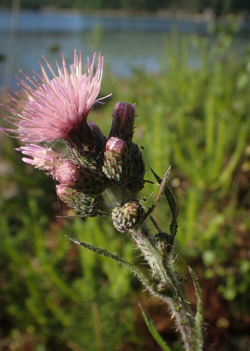 Marsh Thistle