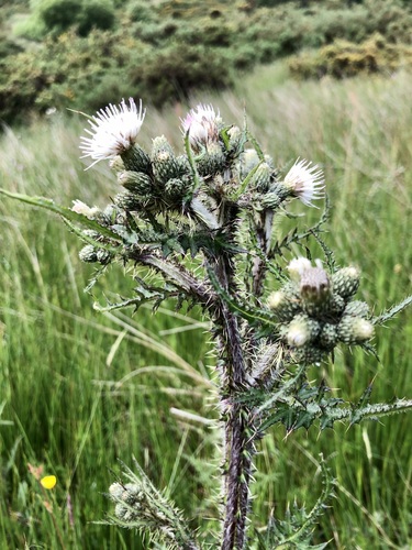 Marsh Thistle