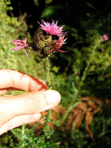 Marsh Thistle