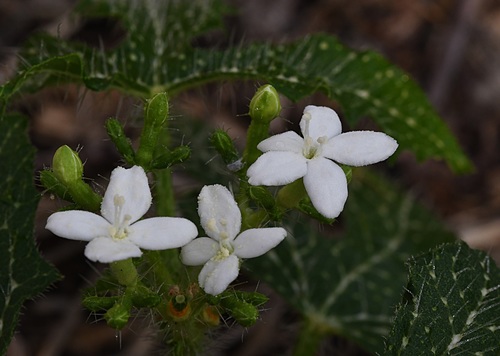 spurge nettle