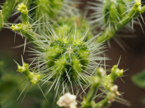 spurge nettle