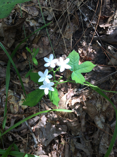 spurge nettle