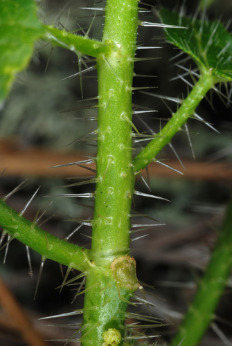 spurge nettle