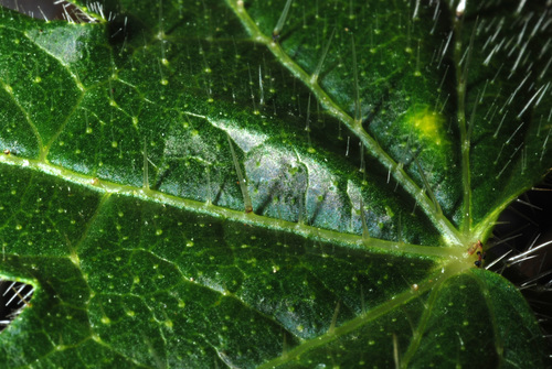 spurge nettle