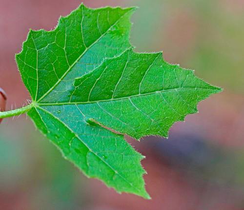 spurge nettle