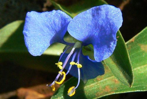 climbing dayflower