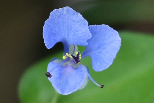 climbing dayflower