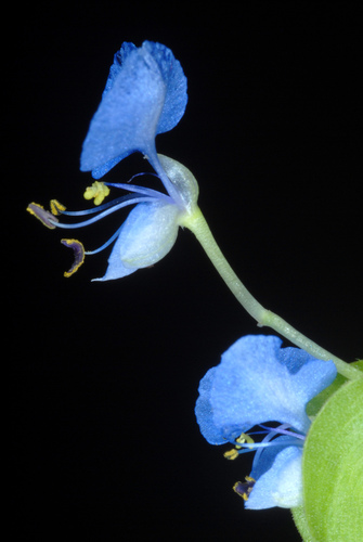 climbing dayflower