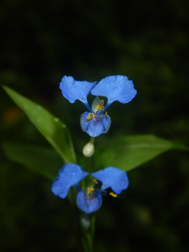 climbing dayflower