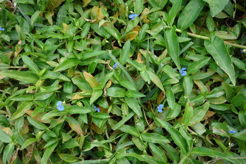 climbing dayflower