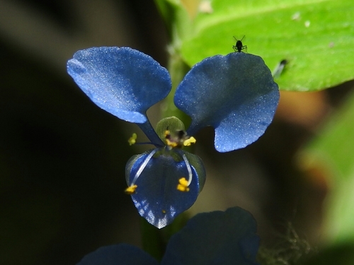 climbing dayflower