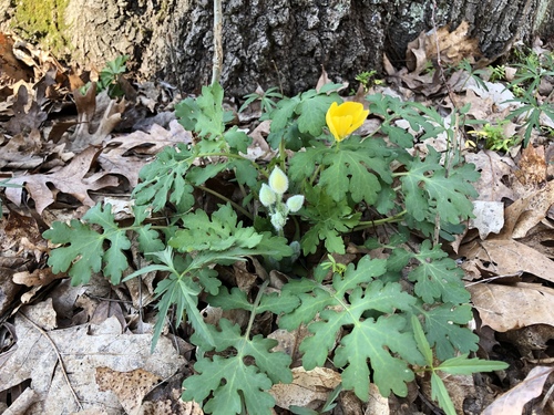 Celandine Poppy