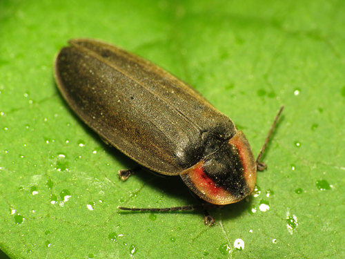 Winter Firefly