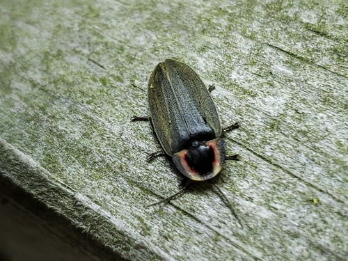 Winter Firefly