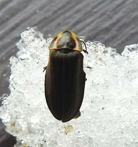 Winter Firefly