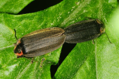 Winter Firefly