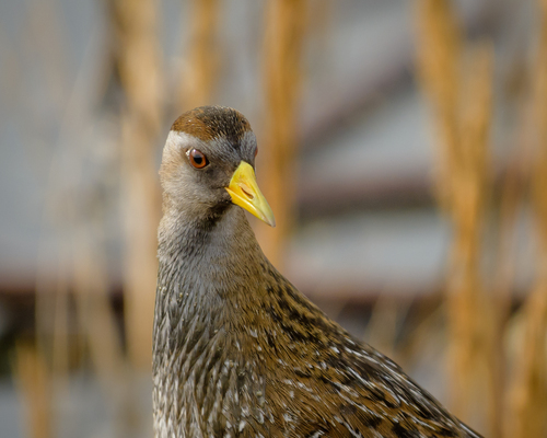 Sora