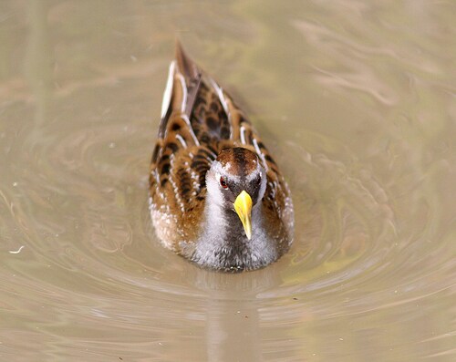 Sora