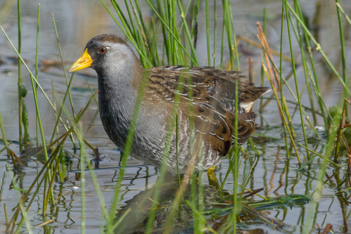 Sora