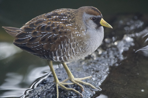 Sora