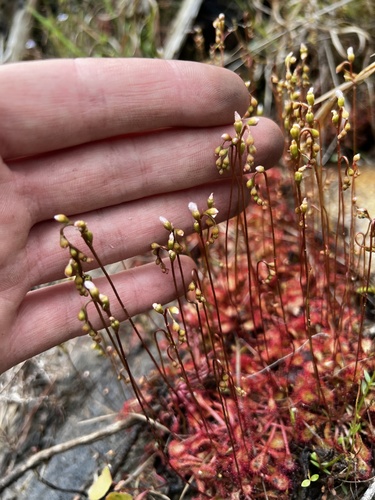 Pink Sundew