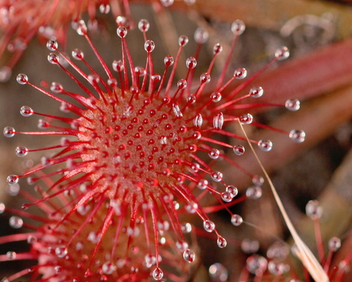 Pink Sundew