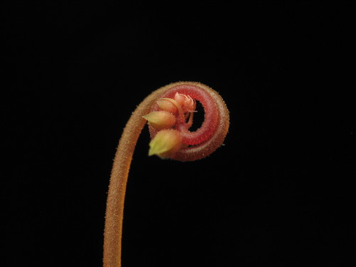 Pink Sundew