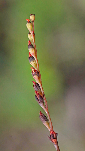 Pink Sundew