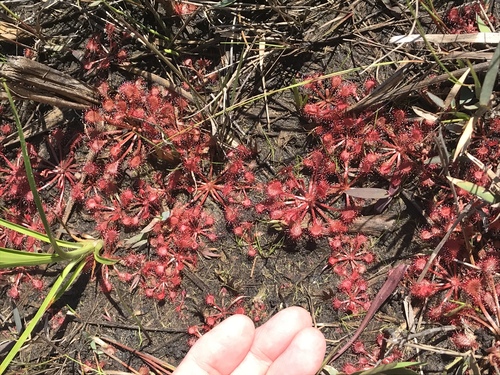 Pink Sundew