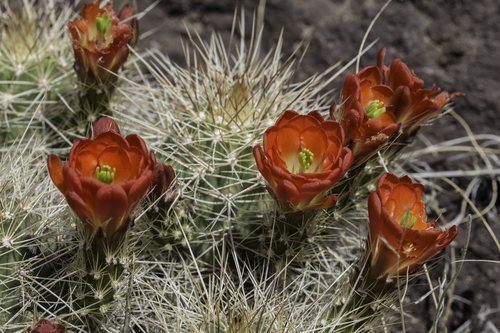 scarlet hedgehog cactus