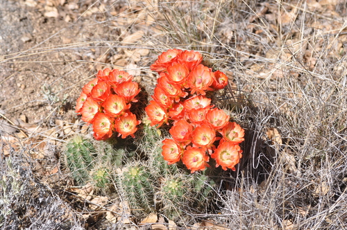 scarlet hedgehog cactus