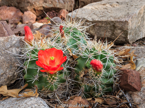 scarlet hedgehog cactus