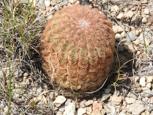 lace hedgehog cactus