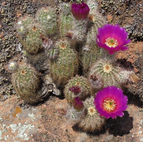 lace hedgehog cactus