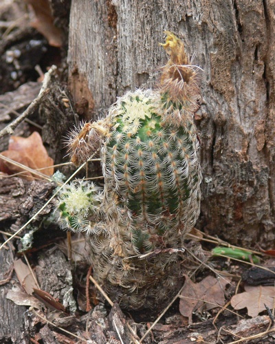 lace hedgehog cactus