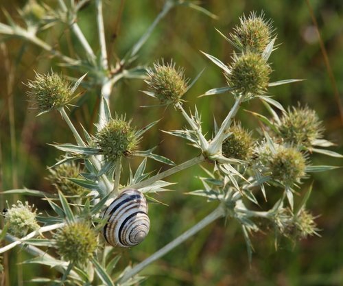 Field Eryngo