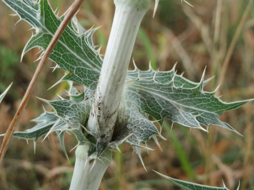 Field Eryngo
