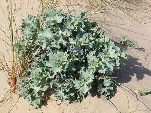 Sea Holly