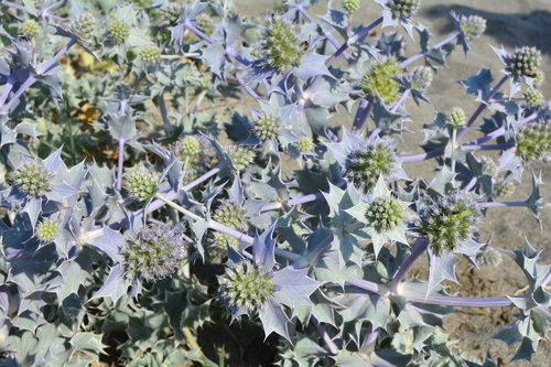 Sea Holly