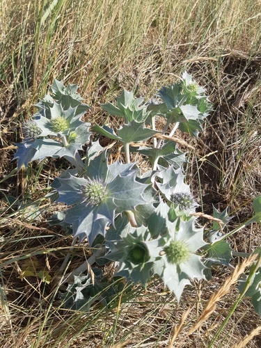 Sea Holly