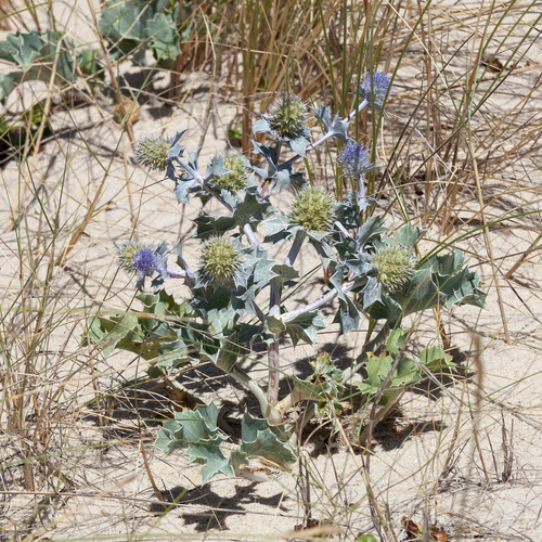 Sea Holly