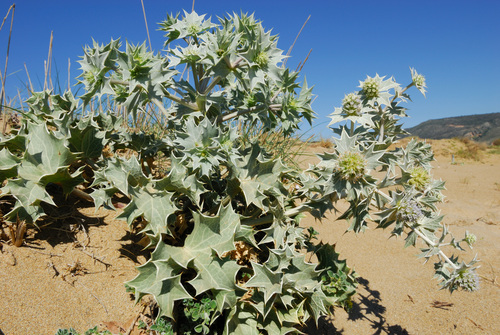 Sea Holly