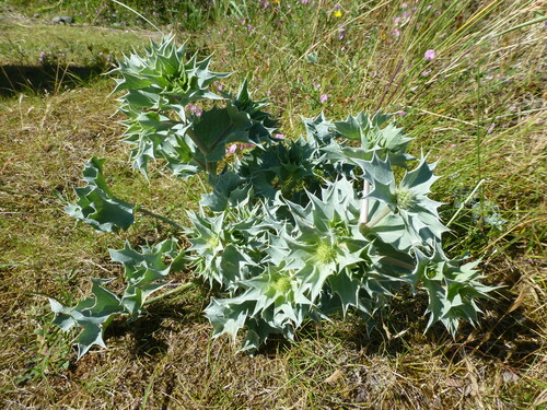 Sea Holly