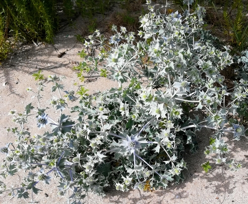 Sea Holly