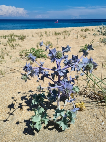 Sea Holly