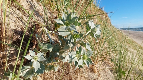 Sea Holly