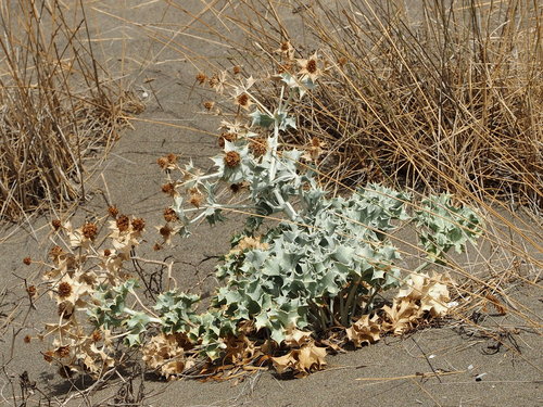 Sea Holly