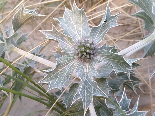 Sea Holly